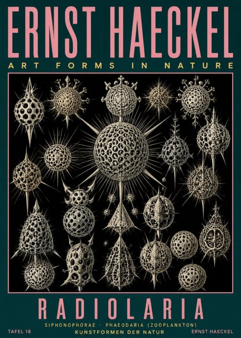 Ernst Haeckel Radiolaria No5 - Plakat