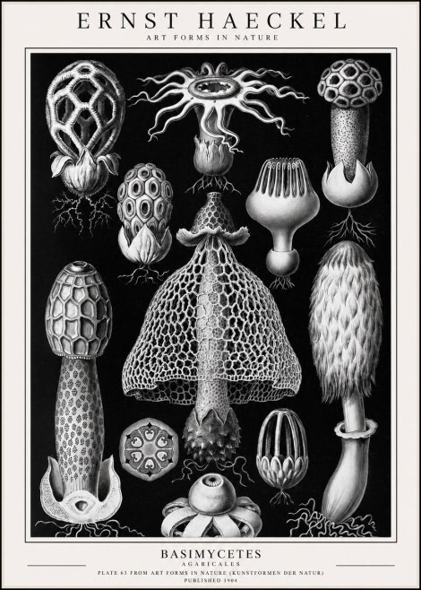 Ernst Haeckel Basimycetes Agaricales No1 - Plakat