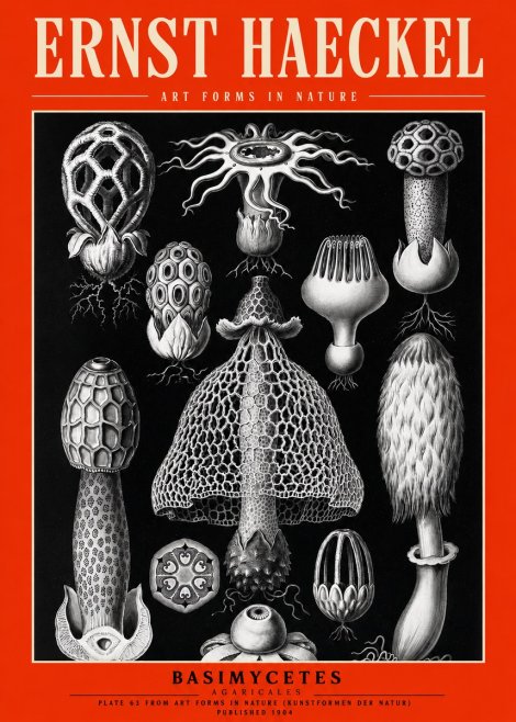 Ernst Haeckel Basimycetes Agaricales No2 - Plakat