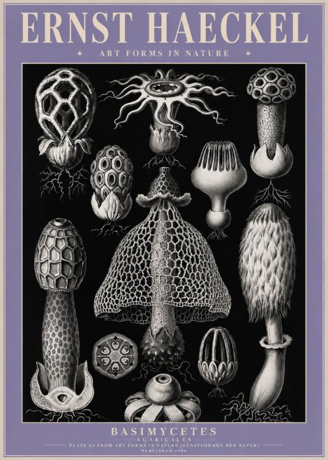 Ernst Haeckel Basimycetes Agaricales No4 - Plakat
