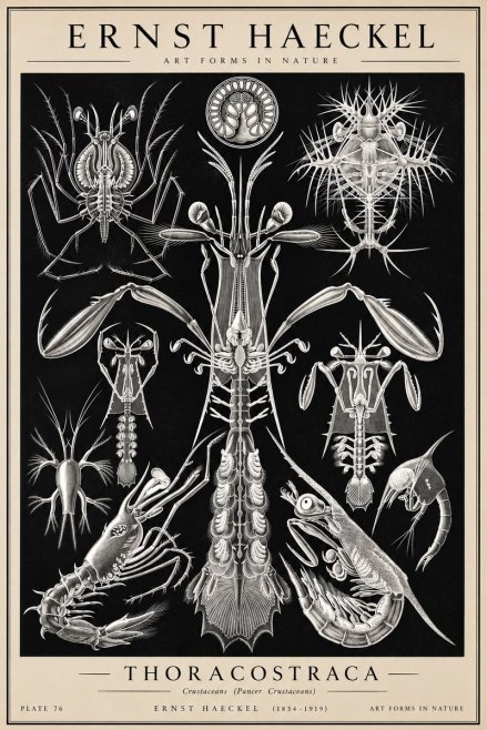 Ernst Haeckel Thoraocostraca - Crustaceans - Plate 76 No2 - Plakat