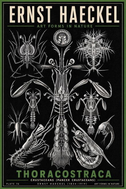 Ernst Haeckel Thoraocostraca - Crustaceans - Plate 76 No6 - Plakat
