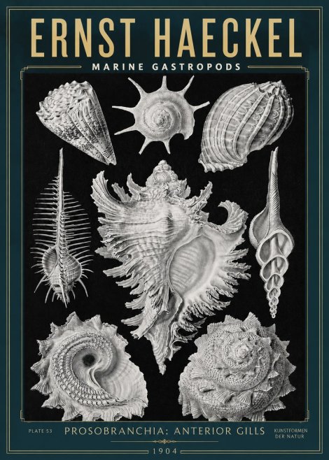 Ernst Haeckel Prosobranchia - Marine Gastropods No3 - Plakat