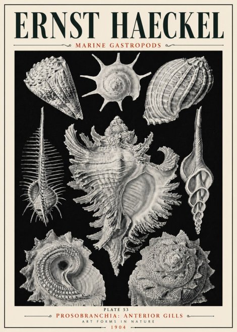 Ernst Haeckel Prosobranchia - Marine Gastropods No6 - Plakat