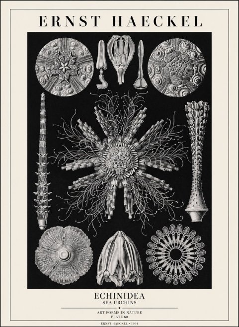 Ernst Haeckel Echinidea Sea Urchins No1 - Plakat