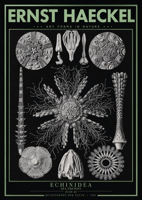 Ernst Haeckel Echinidea Sea Urchins No3 - Plakat