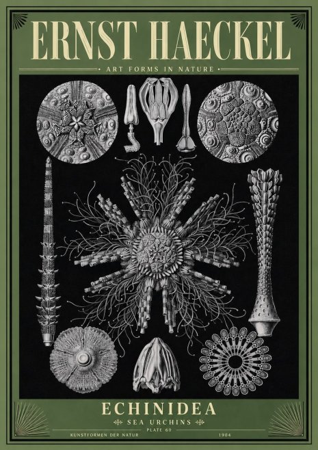 Ernst Haeckel Echinidea Sea Urchins No6 - Plakat