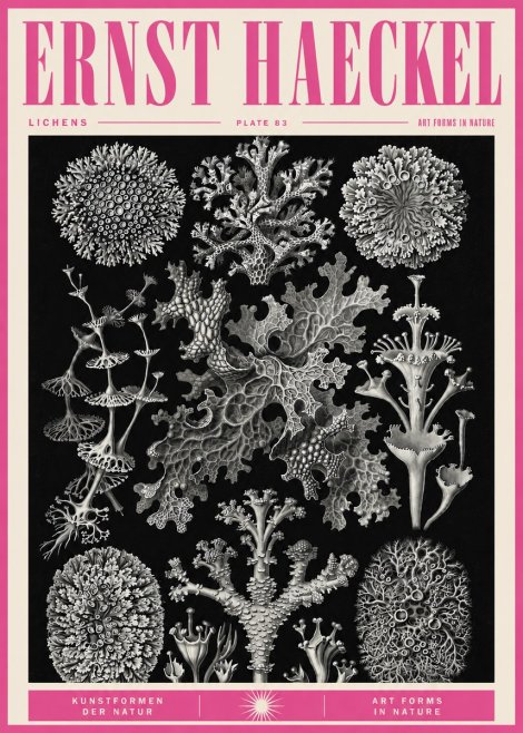 Ernst Haeckel Lichens - Plate 83 No5 - Plakat