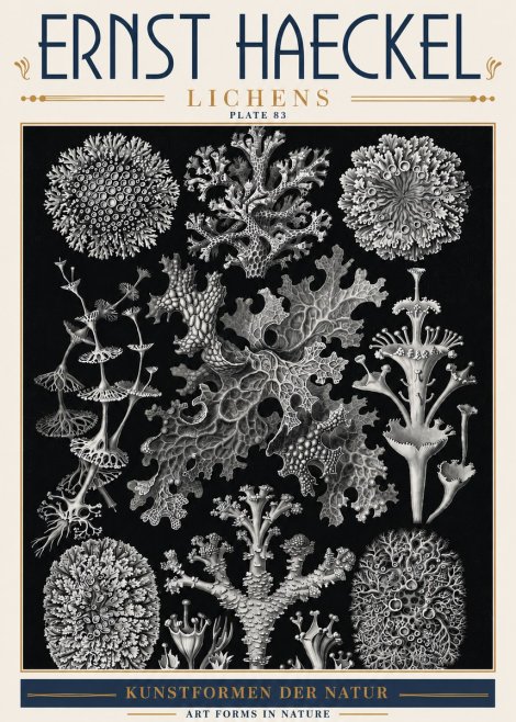 Ernst Haeckel Lichens - Plate 83 No6 - Plakat