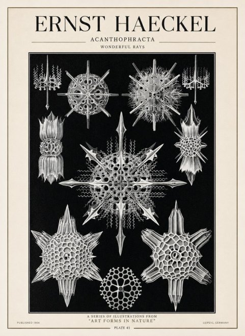 Ernst Haeckel Acanthophracta - Wonderful Rays No1 - Plakat