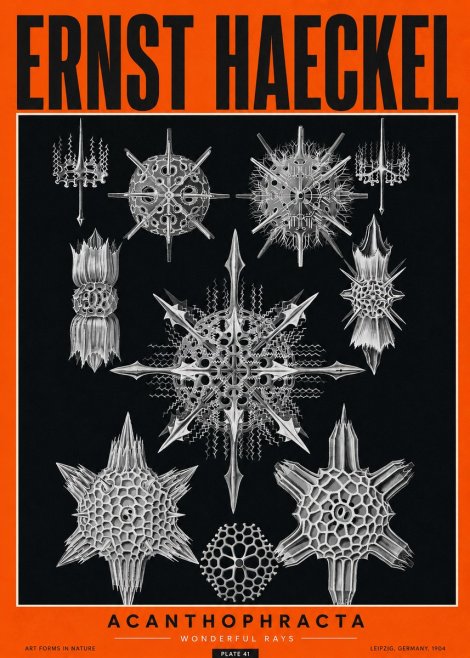 Ernst Haeckel Acanthophracta - Wonderful Rays No2 - Plakat