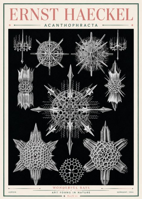 Ernst Haeckel Acanthophracta - Wonderful Rays No3 - Plakat