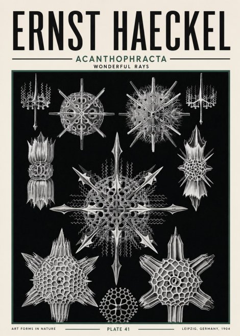 Ernst Haeckel Acanthophracta - Wonderful Rays No5 - Plakat