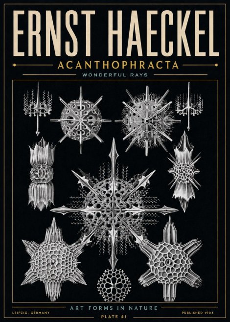 Ernst Haeckel Acanthophracta - Wonderful Rays No6 - Plakat