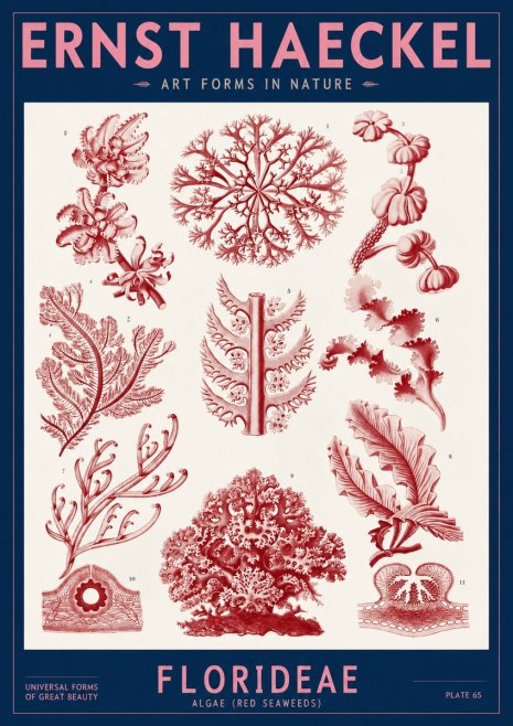 Ernst Haeckel Florideae (Red Seaweeds) No2 - Plakat