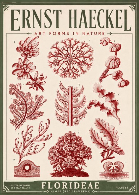Ernst Haeckel Florideae (Red Seaweeds) No6 - Plakat
