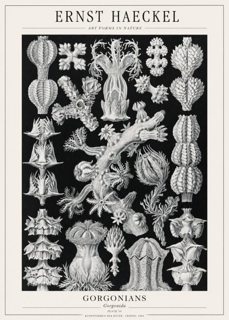 Ernst Haeckel Gorgonians No1 - Plakat