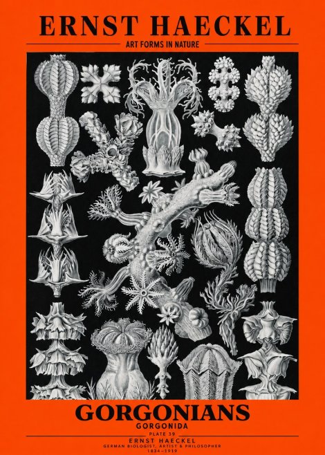 Ernst Haeckel Gorgonians No3 - Plakat