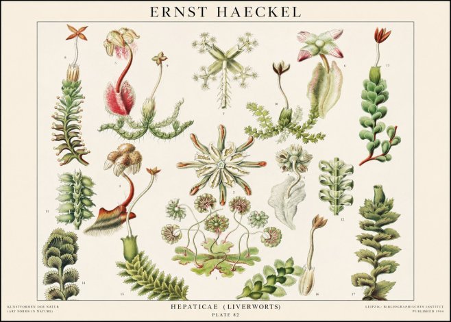 Ernst Haeckel Hepaticae (Liverworts) - Plate 82 No1 - Plakat