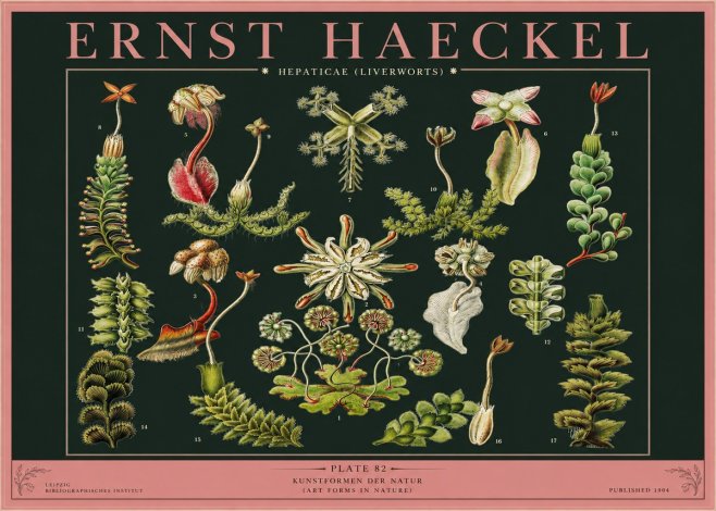 Ernst Haeckel Hepaticae (Liverworts) - Plate 82 No2 - Plakat