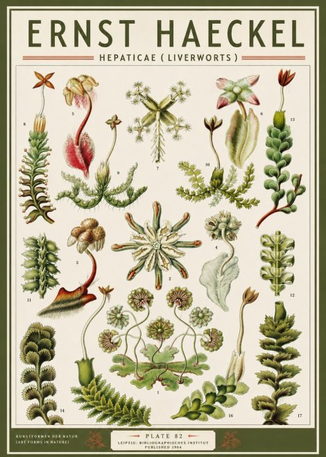 Ernst Haeckel Hepaticae (Liverworts) - Plate 82 No3 - Plakat