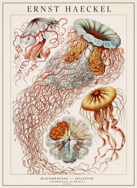 Ernst Haeckel Discomedusae — Jellyfish No1 - Plakat