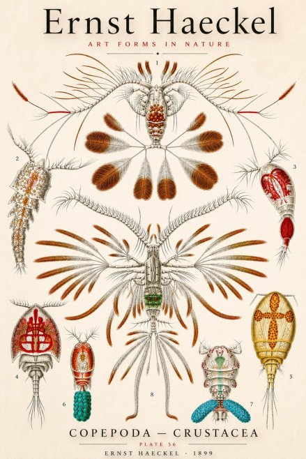 Ernst Haeckel Copepoda — Crustacea Plate 56 No3 - Plakat