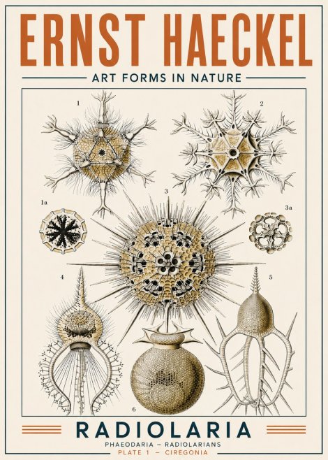 Ernst Haeckel Radiolaria - Plate 1 - Ciregonia No4 - Plakat