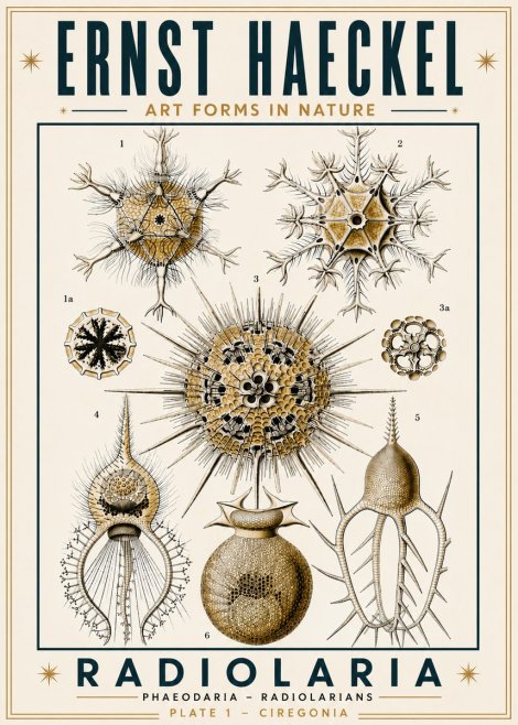Ernst Haeckel Radiolaria - Plate 1 - Ciregonia No6 - Plakat