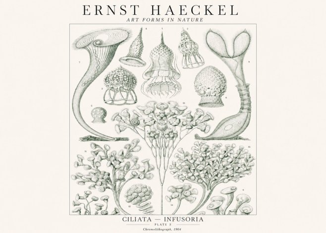 Ernst Haeckel Ciliata - Infusoria - Plate 3 No1 - Plakat