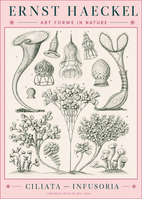 Ernst Haeckel Ciliata - Infusoria - Plate 3 No5 - Plakat