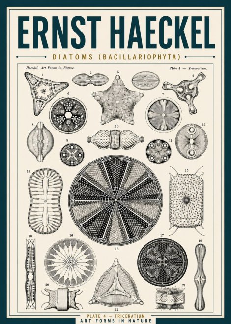 Ernst Haeckel Diatoms (Bacillariophyta) Plate 4 – Triceratium No5 - Plakat