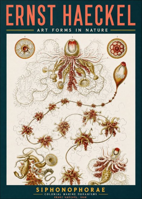 Ernst Haeckel Siphonophorae No2 - Plakat