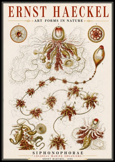 Ernst Haeckel Siphonophorae No6 - Plakat