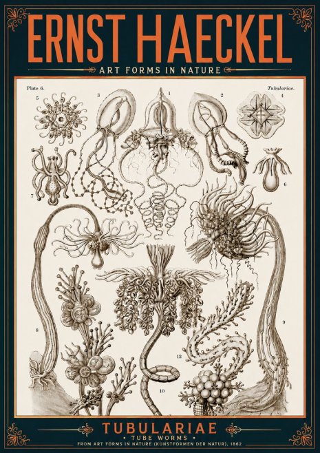 Ernst Haeckel Tubulariae No6 - Plakat