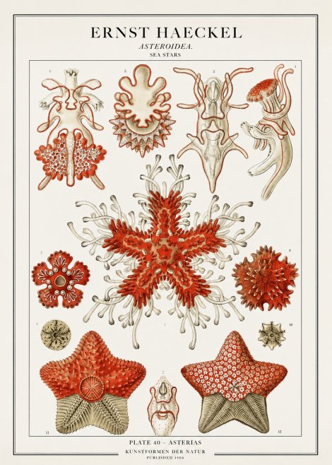 Ernst Haeckel Asteroidea. Sea Stars No1 - Plakat