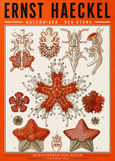 Ernst Haeckel Asteroidea. Sea Stars No5 - Plakat