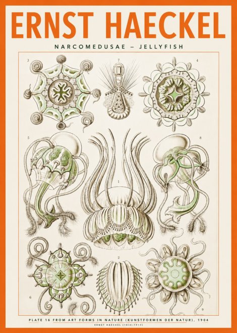 Ernst Haeckel Narcomedusae - Jellyfish No2 - Plakat