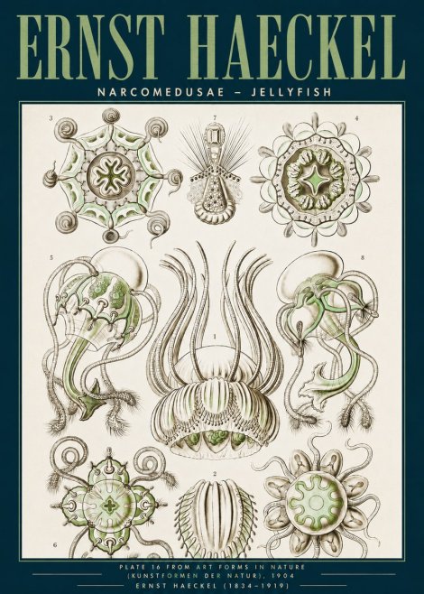 Ernst Haeckel Narcomedusae - Jellyfish No3 - Plakat