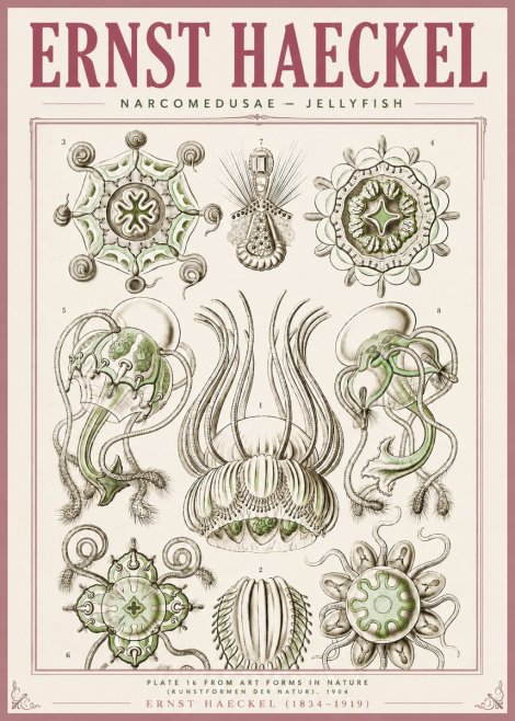 Ernst Haeckel Narcomedusae - Jellyfish No4 - Plakat