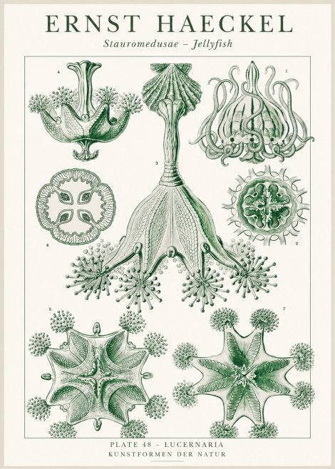 Ernst Haeckel Stauromedusae – Jellyfish No1 - Plakat