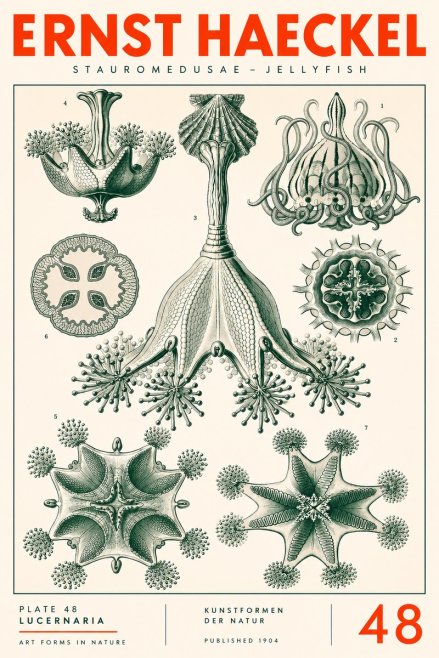 Ernst Haeckel Stauromedusae – Jellyfish No3 - Plakat