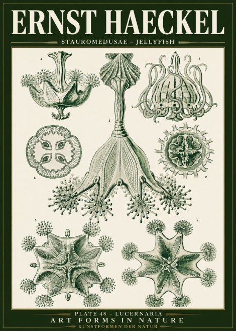Ernst Haeckel Stauromedusae – Jellyfish No5 - Plakat