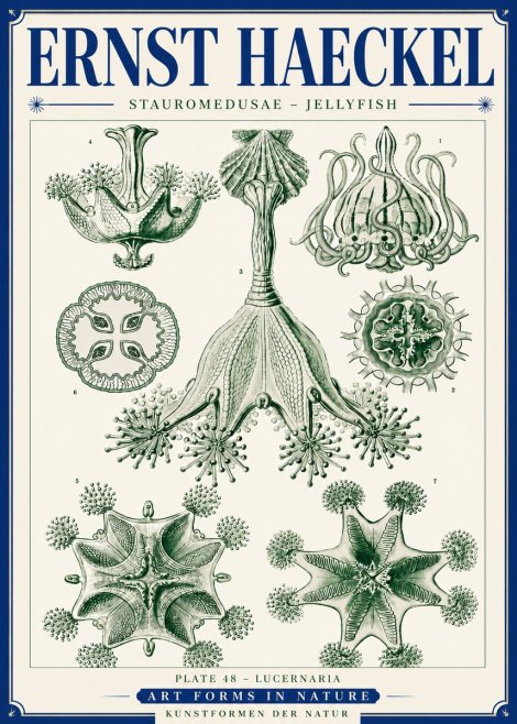 Ernst Haeckel Stauromedusae – Jellyfish No6 - Plakat