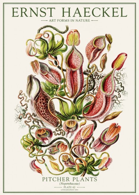 Ernst Haeckel Pitcher Plants No1 - Plakat