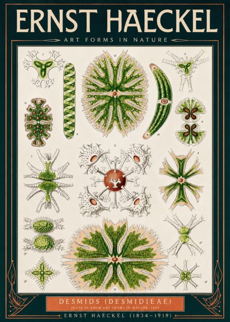 Ernst Haeckel Desmids (Desmidieae) No2 - Plakat