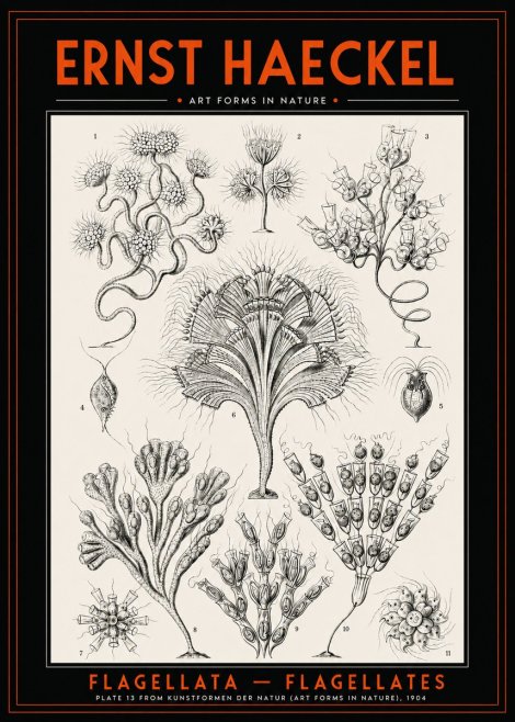 Ernst Haeckel Flagellata - Flagellates No2 - Plakat