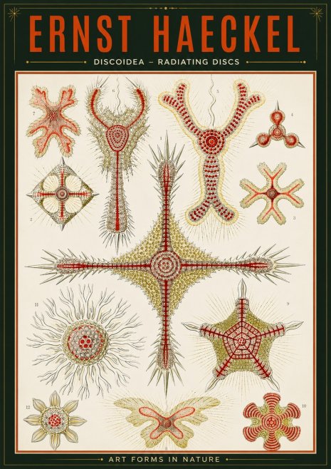 Ernst Haeckel Discoidea – Radiating Discs No2 - Plakat