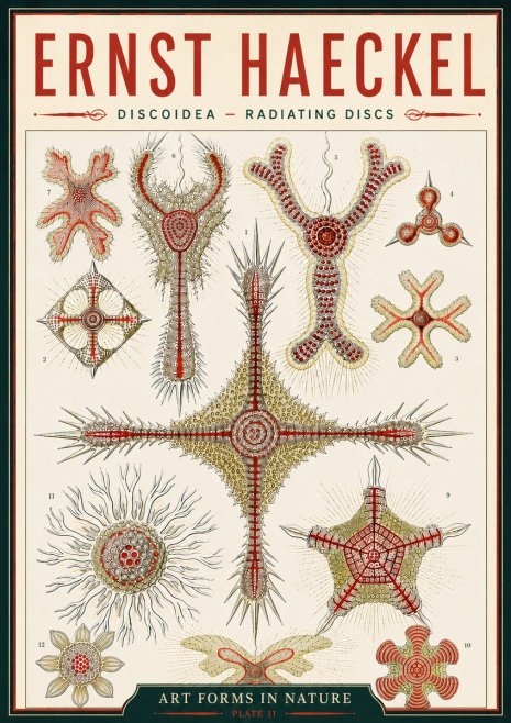 Ernst Haeckel Discoidea – Radiating Discs No6 - Plakat