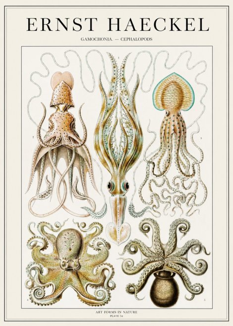 Ernst Haeckel Cephalopods Octopuses and Squid No2 - Plakat